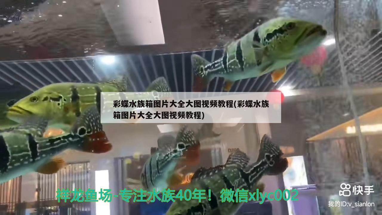 彩蝶水族箱图片大全大图视频教程(彩蝶水族箱图片大全大图视频教程) 鱼缸/水族箱