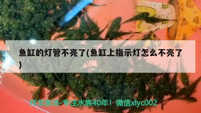 鱼缸的灯管不亮了(鱼缸上指示灯怎么不亮了) 孵化器 第4张