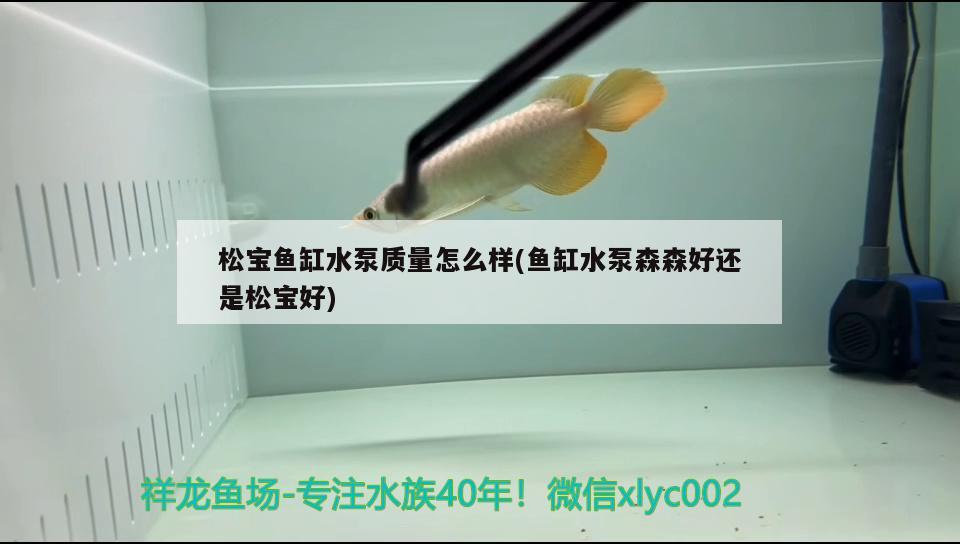 松宝鱼缸水泵质量怎么样(鱼缸水泵森森好还是松宝好) 鱼缸水泵