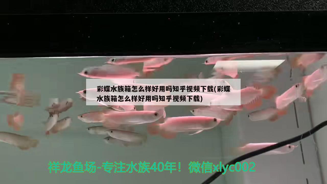 彩蝶水族箱怎么样好用吗知乎视频下载(彩蝶水族箱怎么样好用吗知乎视频下载)