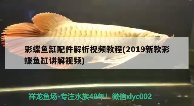 彩蝶鱼缸配件解析视频教程(2019新款彩蝶鱼缸讲解视频) 朱巴利鱼苗