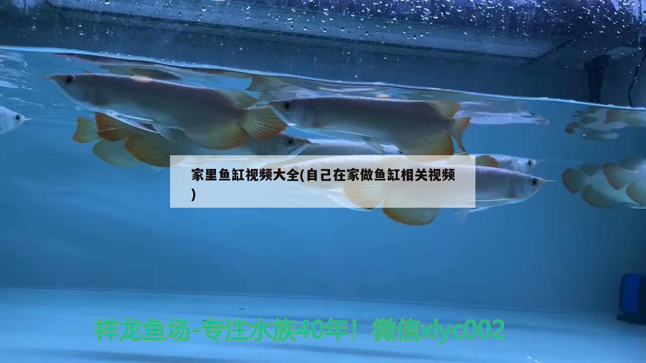 家里鱼缸视频大全(自己在家做鱼缸相关视频) 大白鲨鱼苗