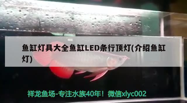 鱼缸灯具大全鱼缸LED条行顶灯(介绍鱼缸灯) 大白鲨鱼 第1张