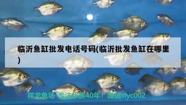 临沂鱼缸批发电话号码(临沂批发鱼缸在哪里) 鱼缸等水族设备