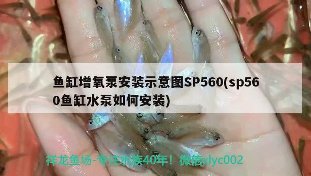 鱼缸增氧泵安装示意图SP560(sp560鱼缸水泵如何安装) 鱼缸水泵