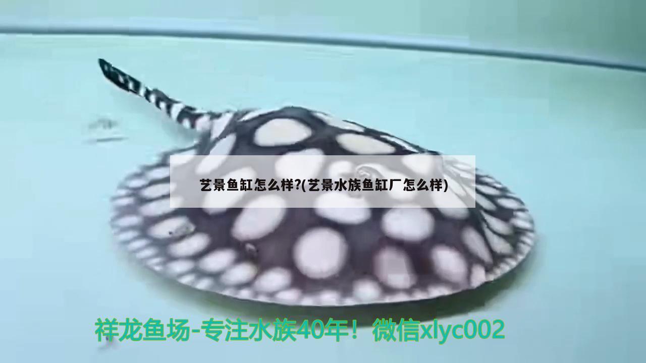 艺景鱼缸怎么样?(艺景水族鱼缸厂怎么样)