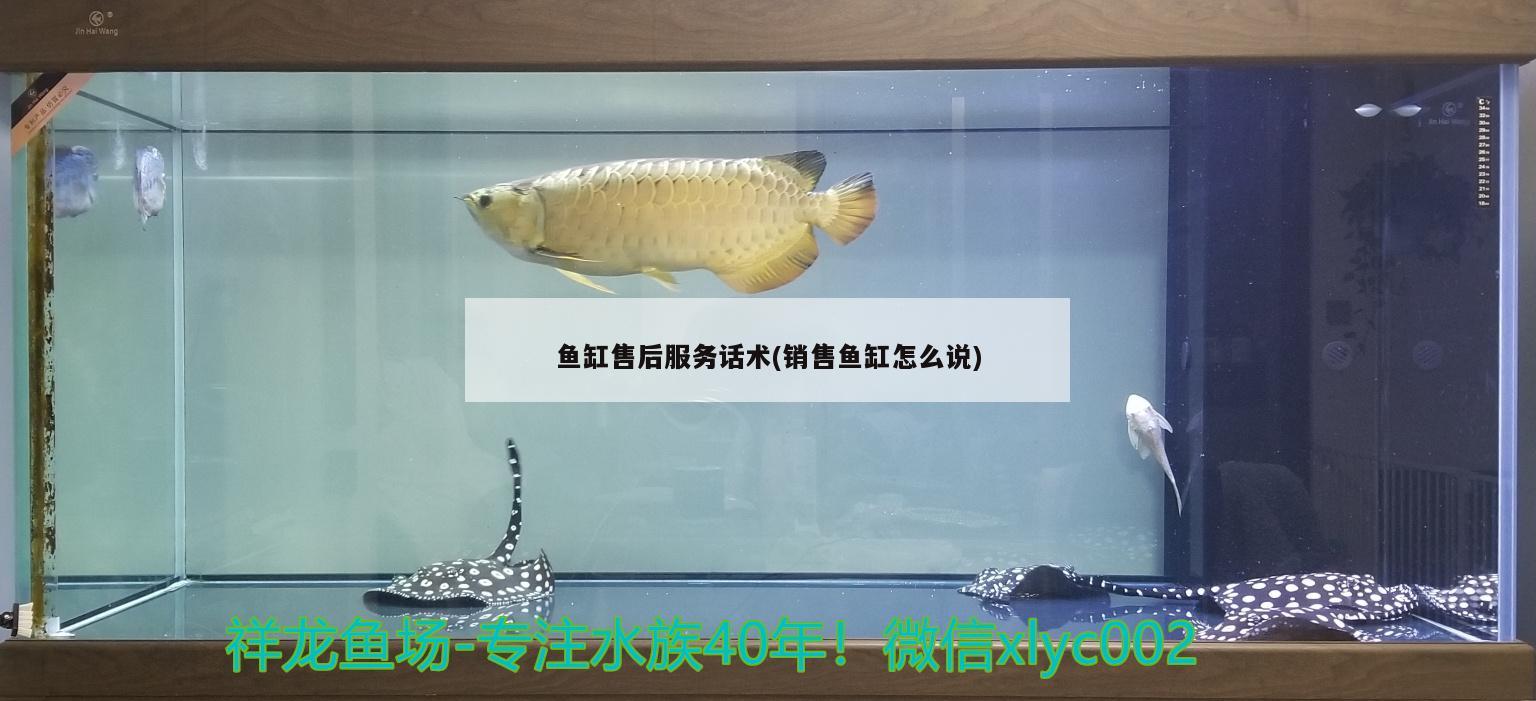鱼缸售后服务话术(销售鱼缸怎么说) 黑金魟鱼