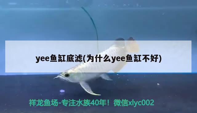 yee鱼缸底滤(为什么yee鱼缸不好)