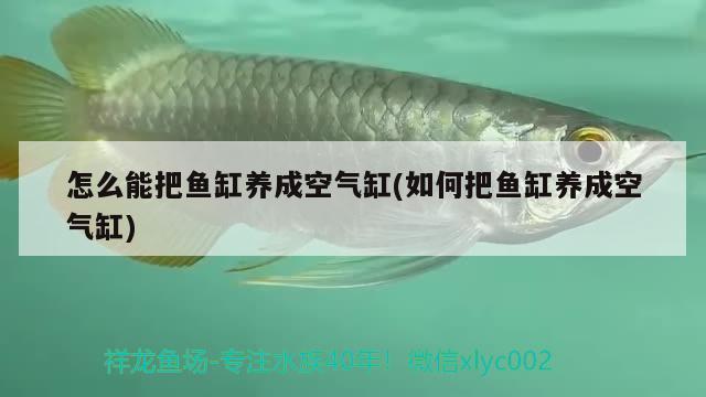 怎么能把鱼缸养成空气缸(如何把鱼缸养成空气缸) 肥料