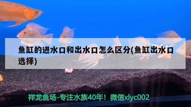 鱼缸的进水口和出水口怎么区分(鱼缸出水口选择)