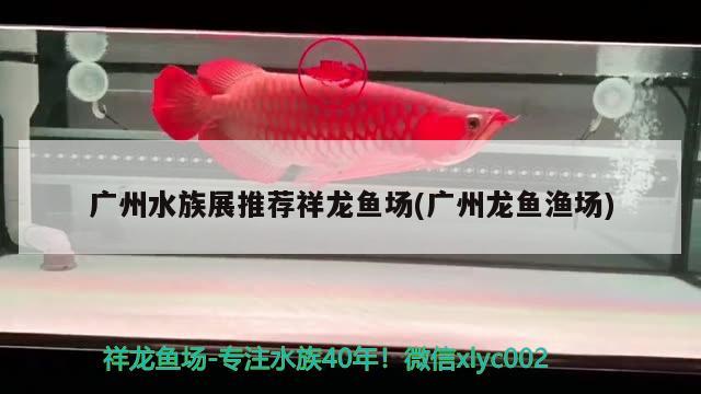 广州水族展推荐祥龙鱼场(广州龙鱼渔场) 水族展会