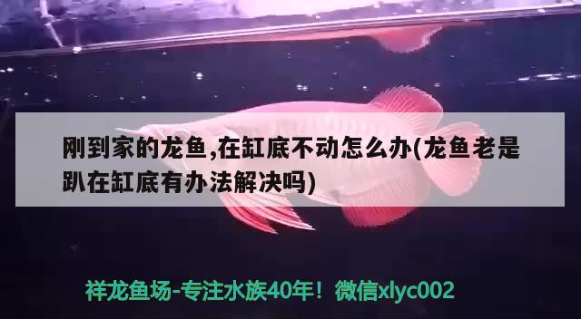 刚到家的龙鱼,在缸底不动怎么办(龙鱼老是趴在缸底有办法解决吗)