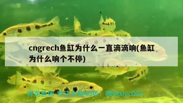 cngrech鱼缸为什么一直滴滴响(鱼缸为什么响个不停) 斑马鸭嘴鱼