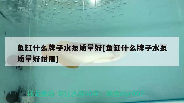 鱼缸什么牌子水泵质量好(鱼缸什么牌子水泵质量好耐用) 哥伦比亚巨暴鱼苗