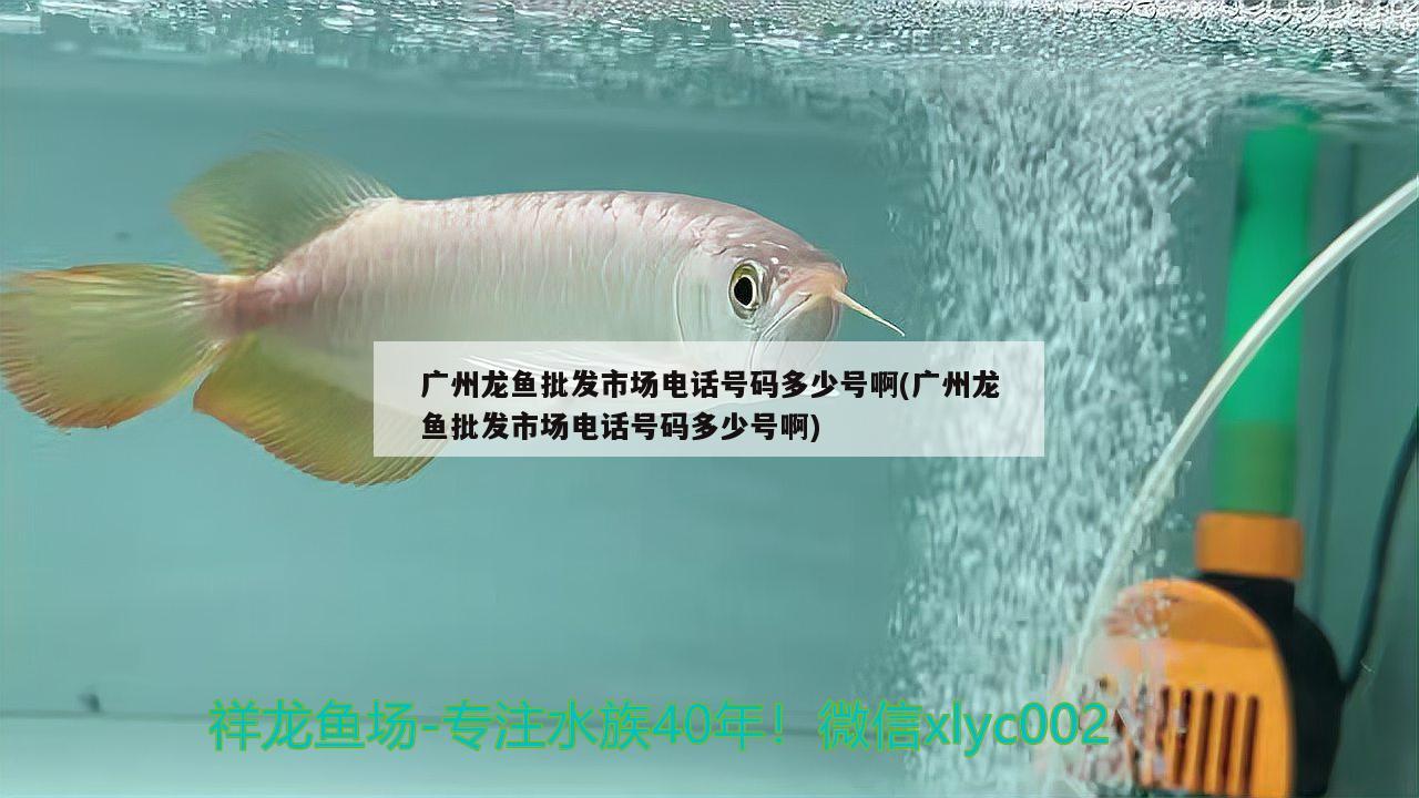 广州龙鱼批发市场电话号码多少号啊(广州龙鱼批发市场电话号码多少号啊) 龙鱼批发