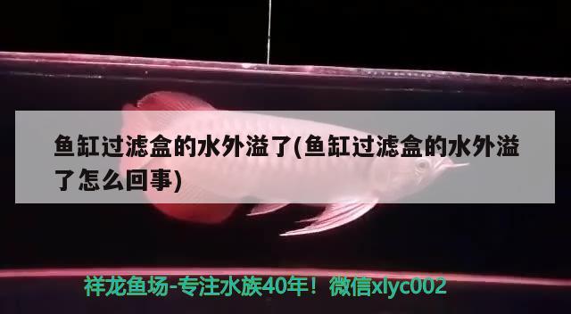 鱼缸过滤盒的水外溢了(鱼缸过滤盒的水外溢了怎么回事) 三色锦鲤鱼