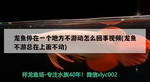 龙鱼停在一个地方不游动怎么回事视频(龙鱼不游总在上面不动)