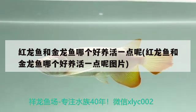 红龙鱼和金龙鱼哪个好养活一点呢(红龙鱼和金龙鱼哪个好养活一点呢图片)