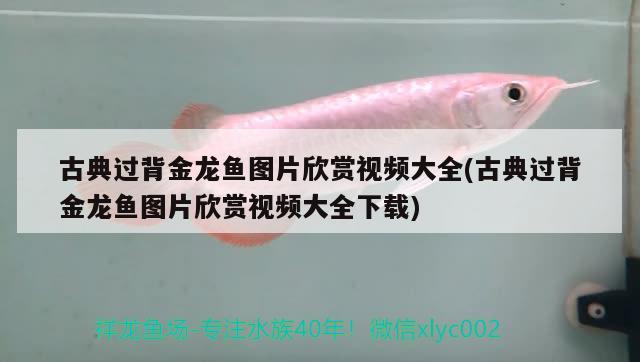 鱼缸里的水管是如何组装的?：鱼缸怎么组装那个水管 广州水族批发市场 第2张