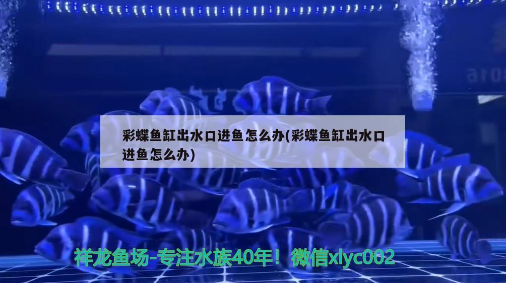 洛阳金龙鱼厂家业务招聘信息最新：金龙鱼河南分公司