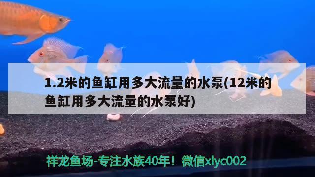 1.2米的鱼缸用多大流量的水泵(12米的鱼缸用多大流量的水泵好) 委内瑞拉奥里诺三间鱼苗