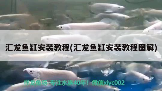 鱼缸水特别腥怎么办（鱼缸水有点腥臭如何解决）