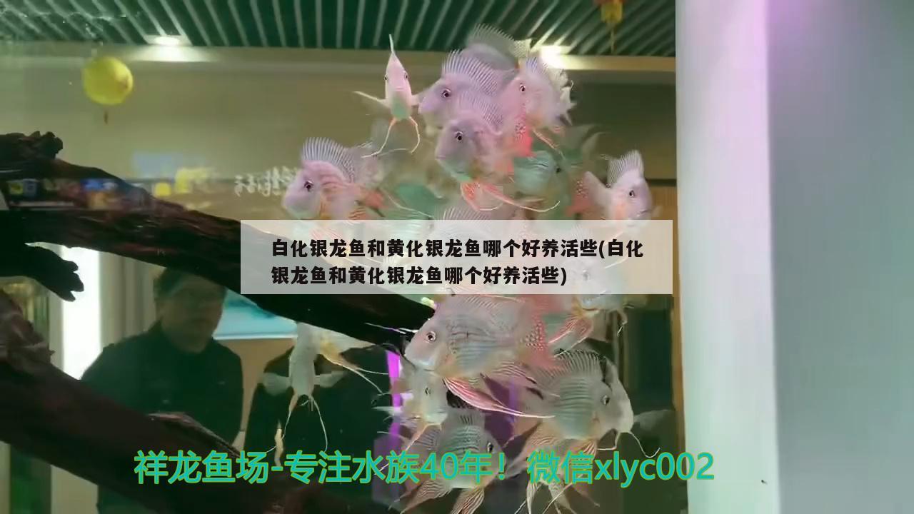 白化银龙鱼和黄化银龙鱼哪个好养活些(白化银龙鱼和黄化银龙鱼哪个好养活些)