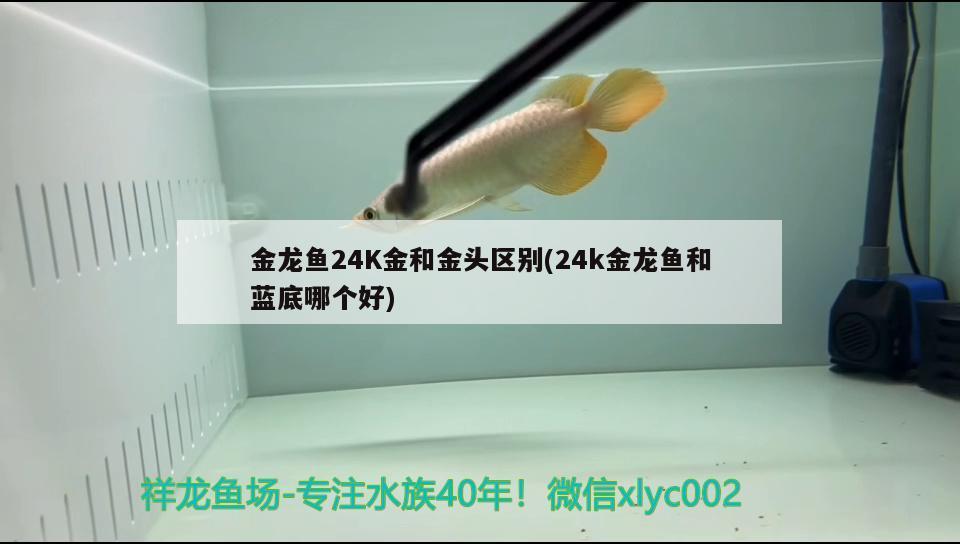 金龙鱼24K金和金头区别(24k金龙鱼和蓝底哪个好)