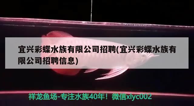 宜兴彩蝶水族有限公司招聘(宜兴彩蝶水族有限公司招聘信息) 斑马狗头鱼 第2张