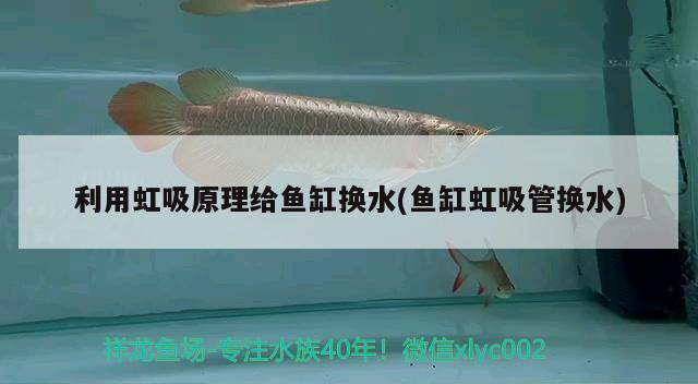 利用虹吸原理给鱼缸换水(鱼缸虹吸管换水) 鱼缸/水族箱