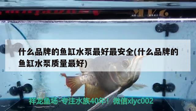 泰国观赏鱼进口流程、注意事项和运输方式泰国观赏鱼的运输方式，如何将泰国观赏鱼带回中国观赏鱼进口流程、注意事项和运输方式 观赏鱼进出口 第3张