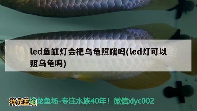 led鱼缸灯会把乌龟照瞎吗(led灯可以照乌龟吗) 乌龟