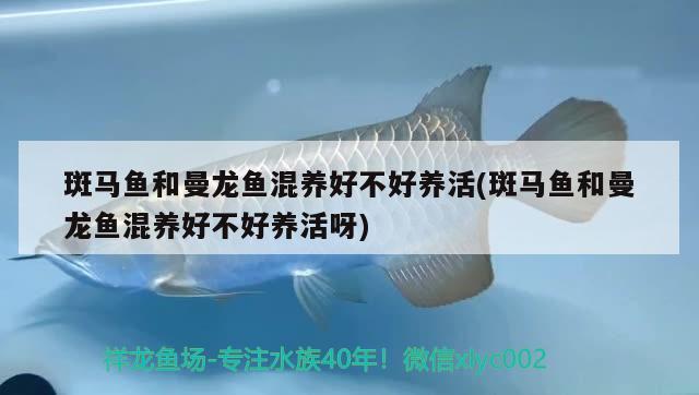 斑马鱼和曼龙鱼混养好不好养活(斑马鱼和曼龙鱼混养好不好养活呀) 蝴蝶鲤