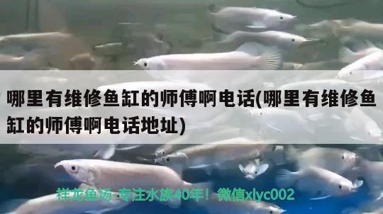 哪里有维修鱼缸的师傅啊电话(哪里有维修鱼缸的师傅啊电话地址)