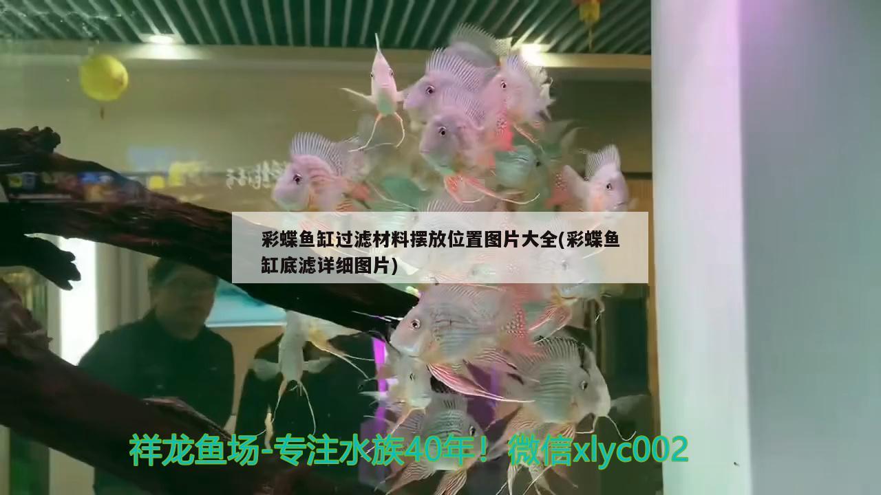 彩蝶鱼缸过滤材料摆放位置图片大全(彩蝶鱼缸底滤详细图片) 古典过背金龙鱼