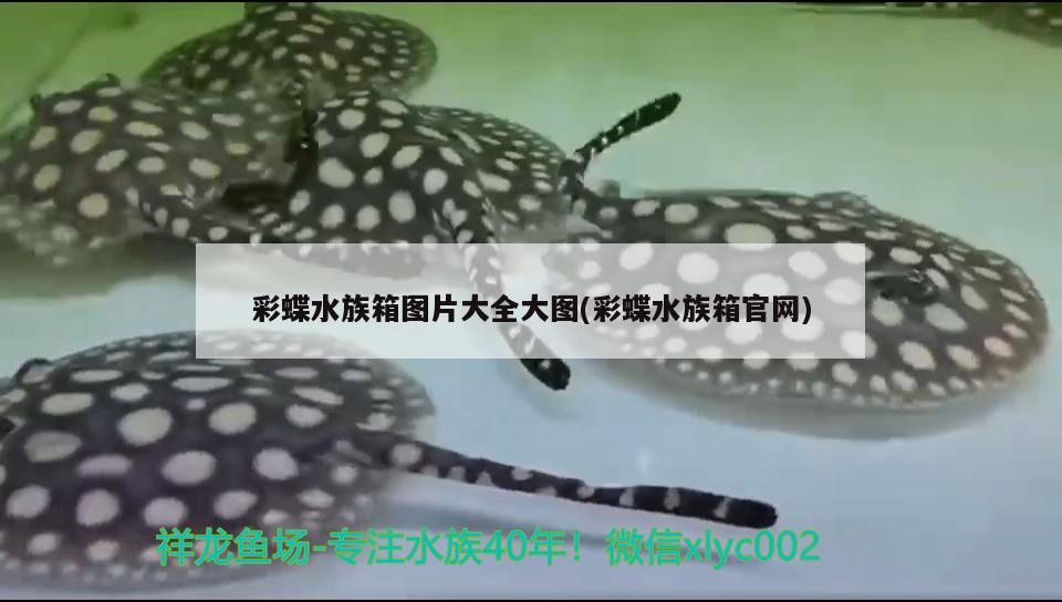 彩蝶水族箱图片大全大图(彩蝶水族箱官网) 鱼缸/水族箱