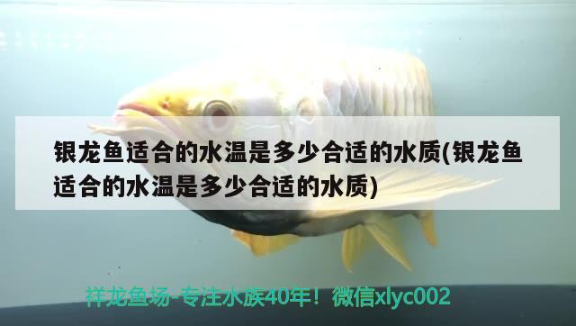 什么鱼南方鱼缸养不容易死，冷水鱼排名前十名 养鱼的好处 第2张