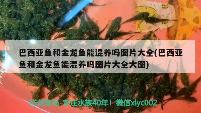 鱼缸的英文怎么读?：鱼缸用英文怎么读 广州水族批发市场 第2张