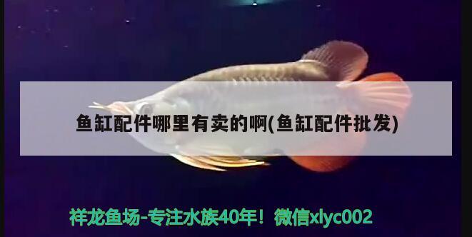 鱼缸配件哪里有卖的啊(鱼缸配件批发) 祥龙龙鱼专用水族灯