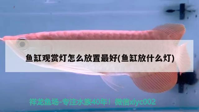 鱼缸的英文怎么读?：鱼缸用英文怎么读 广州水族批发市场 第1张