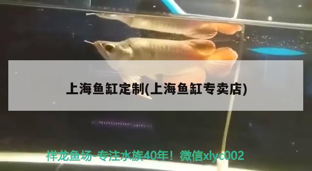 上海鱼缸定制(上海鱼缸专卖店)