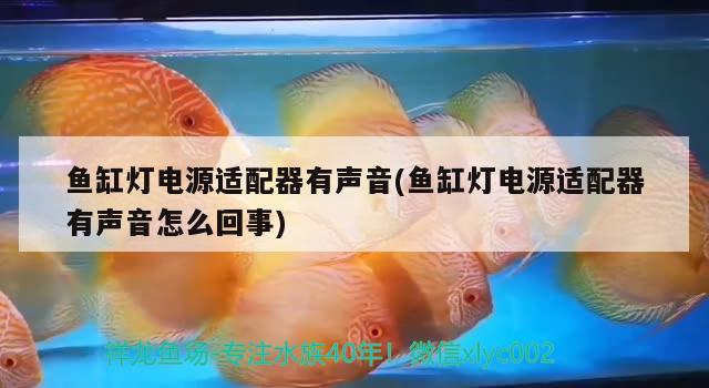 鱼缸灯电源适配器有声音(鱼缸灯电源适配器有声音怎么回事) 银龙鱼苗