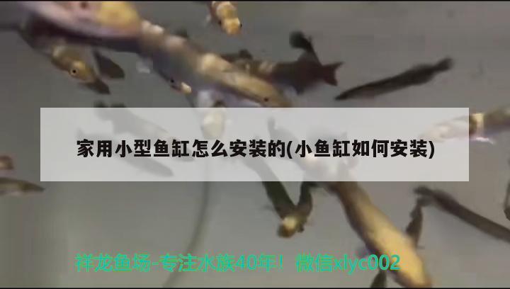 家用小型鱼缸怎么安装的(小鱼缸如何安装) 暹罗巨鲤