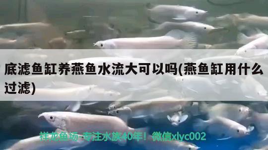 底滤鱼缸养燕鱼水流大可以吗(燕鱼缸用什么过滤)