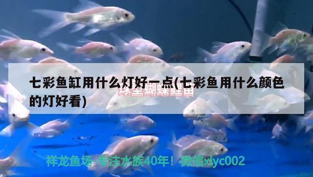 七彩鱼缸用什么灯好一点(七彩鱼用什么颜色的灯好看) 水族灯（鱼缸灯）