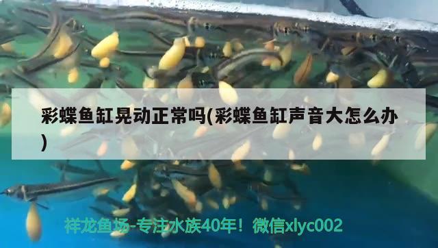 彩蝶鱼缸晃动正常吗(彩蝶鱼缸声音大怎么办) 水族灯（鱼缸灯）