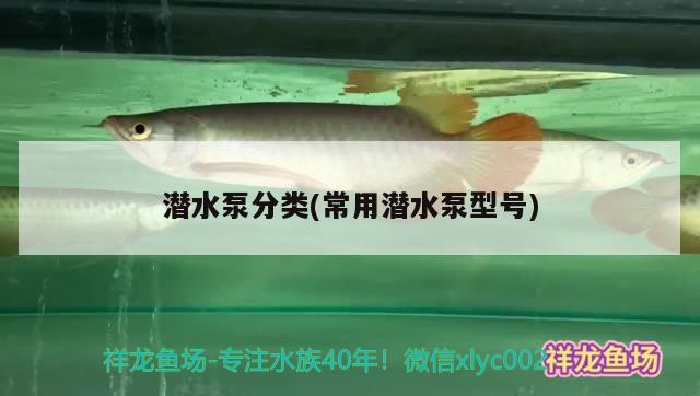 潜水泵分类(常用潜水泵型号) 硝化细菌 第2张