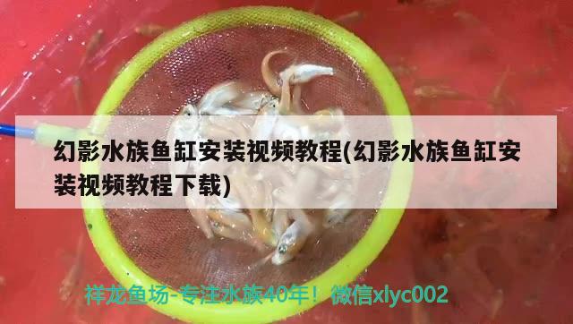 幻影水族鱼缸安装视频教程(幻影水族鱼缸安装视频教程下载) 印尼四纹虎