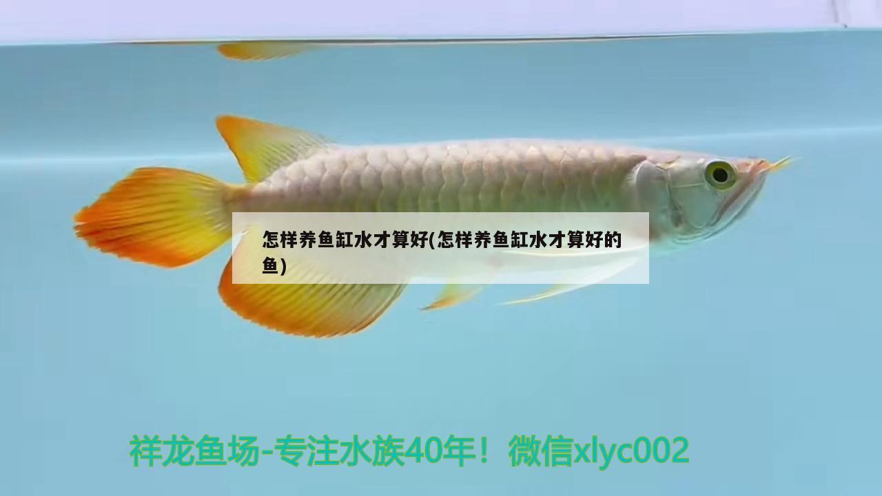 怎样养鱼缸水才算好(怎样养鱼缸水才算好的鱼) 三间鼠鱼