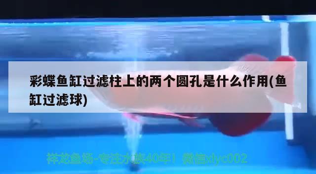 为什么鱼缸壁上长绿苔藻呢(鱼缸壁上有绿藻) BD魟鱼 第2张